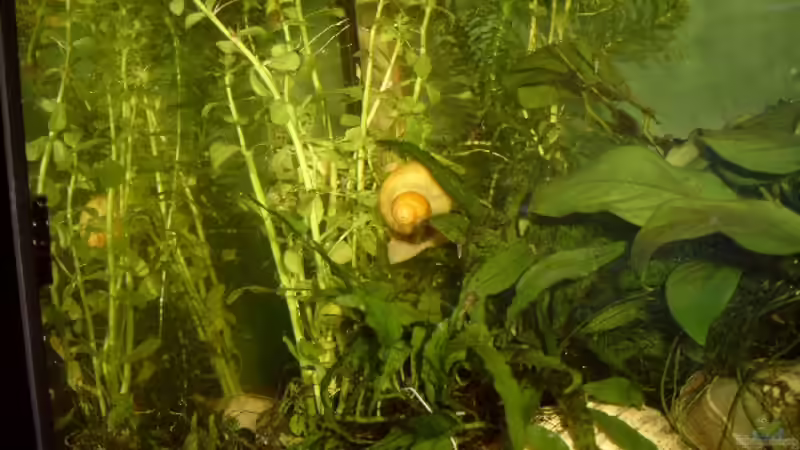 linke Seite des Beckens (Anfang 2008) von Jenny (11)