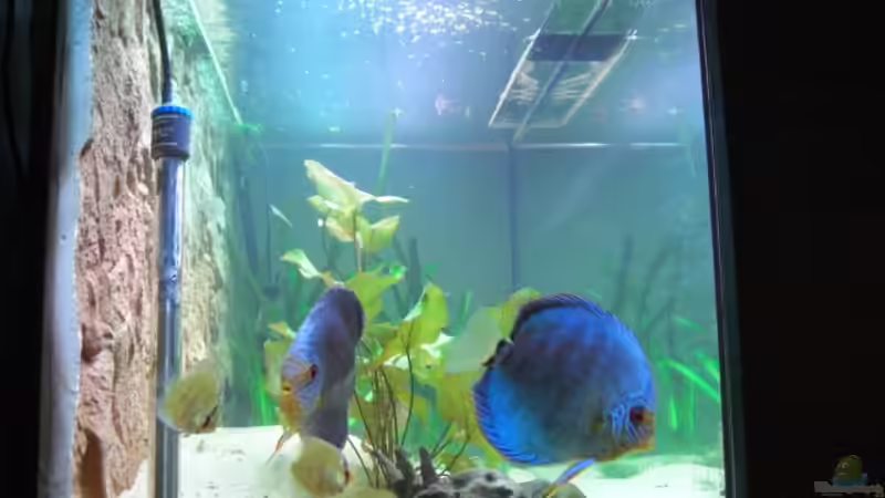 Linke Seite des Beckens von Eichi82 (17)