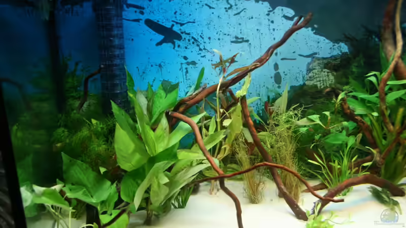 linke Seite des Beckens von Hunterkoile (4)