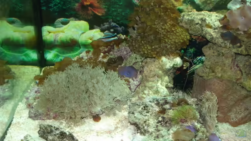 Linke Seite des Beckens von Mario Dorner (3)