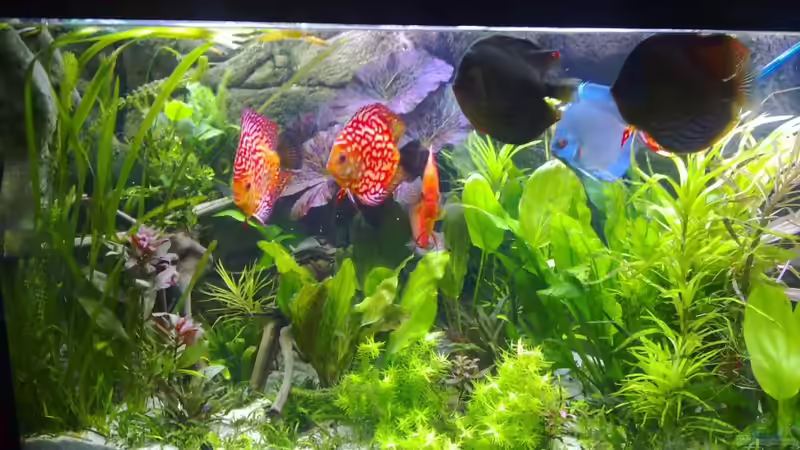 linke seite des beckens von Matze 87 (11)