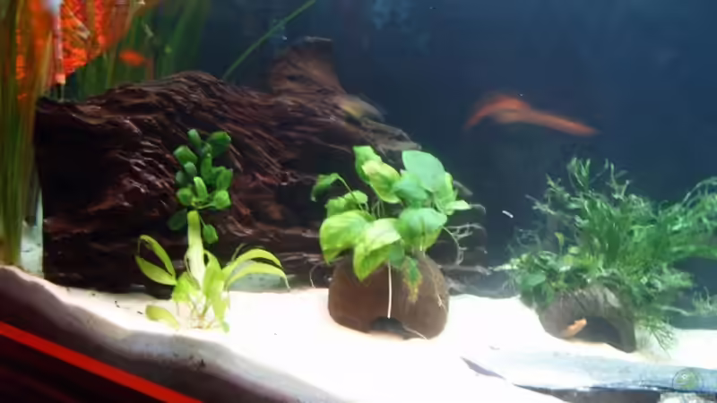 Linke seite des Beckens von Robert Kolovrat (3) (11)