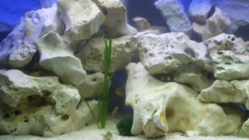 Linke Seite des Beckens von Torsten Dau (4)