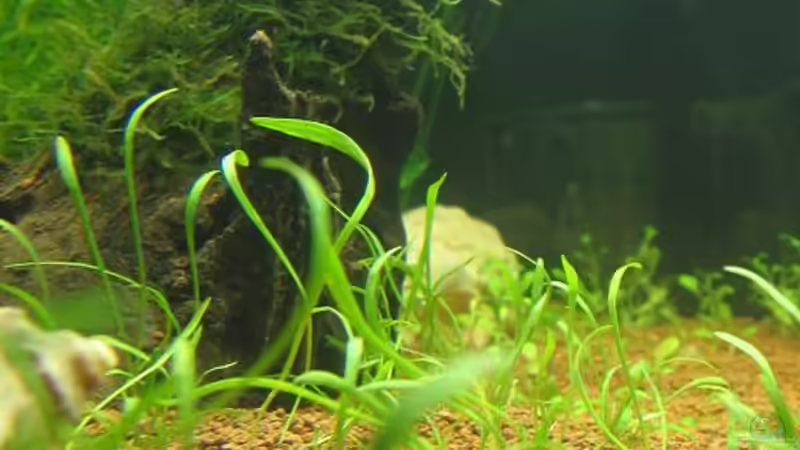 linke Seite (Einblick) von gestresster (Sven) (3)