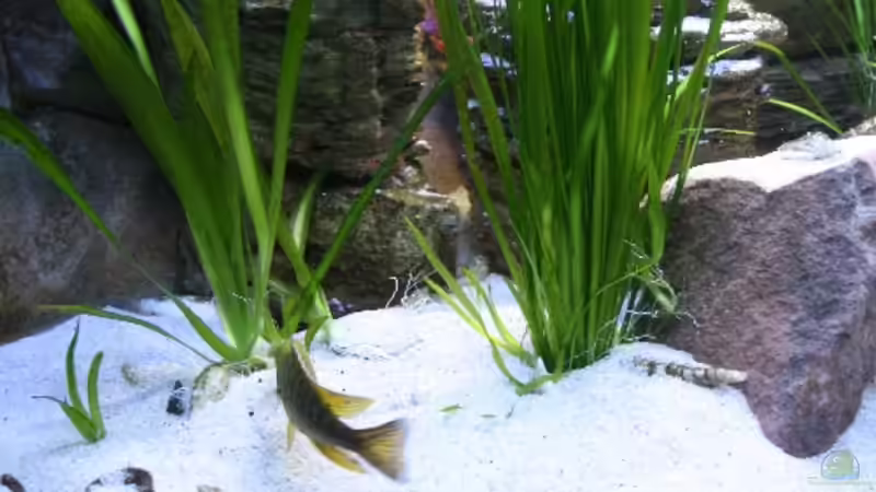 Linke Seite ganz vorne Vallisnerien dahinter 2 der Pagodensteine(16.12.08) von Florian Bandhauer (31)