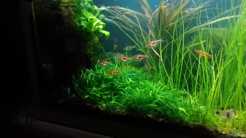 linke Seite im Dez. 2017 von Grünhexe (52)