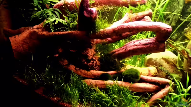 Linke Seite im Vordergrund Neuseelandgras von snooze (24)