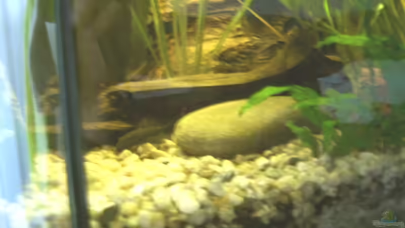 LINKE SEITE JUWEL BECKEN von Emmy Bergmann (4) (10)