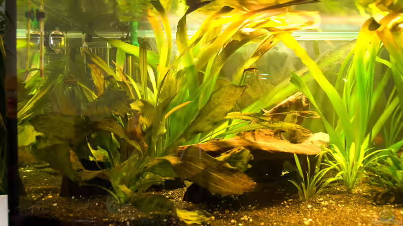 Linke Seite mir Wurzel von Verkaufe mein Aquarium (5)