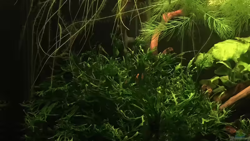 Linke Seite mit Farn von Ottche (11)