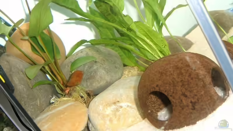 Linke Seite mit Kokosschale von Kleene69 (11)