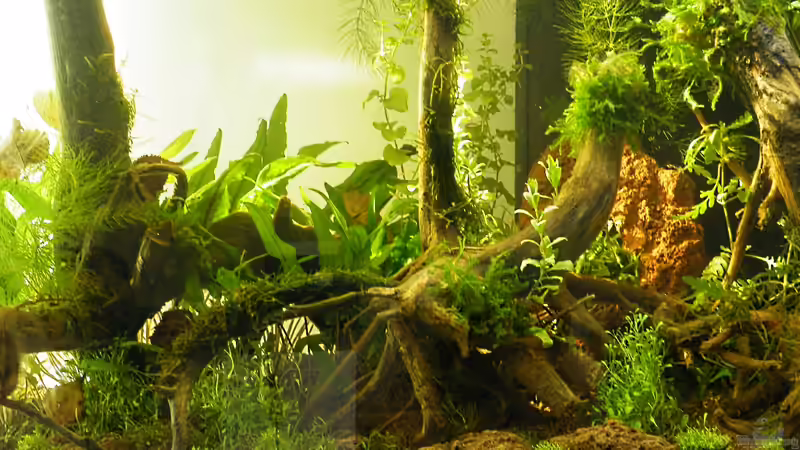 Linke Seite mit morgendlichem Sonneneinfall - 06.05.2011 von bergfrau (9)