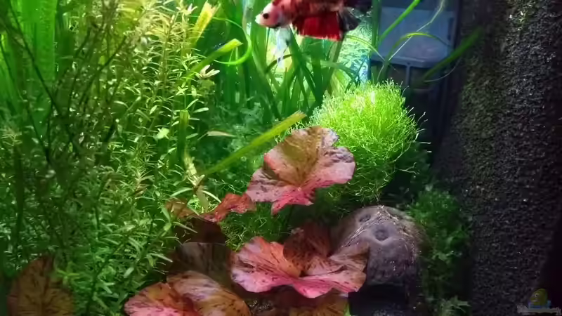 linke Seite mit Moritz 09.01.19 von Stephy (12)