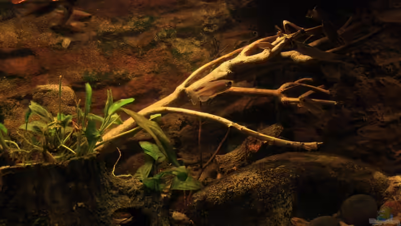 Linke Seite mit neuem Geäst. von Florian Bandhauer (8)