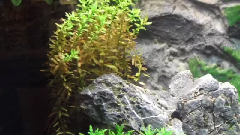 linke Seite mit Rotala rotundifolia und Pogostemon helferi zwischen den Steinen; oben der (noch) sichtbare CO2-Diffusor von Romer (13)