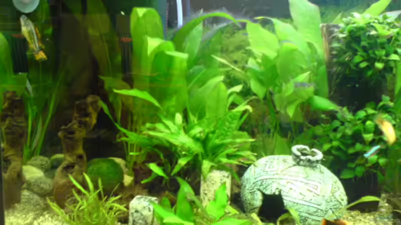 Linke Seite mit Schwertpflanzen, Javafarn etc. von Dornauge xxl (11)