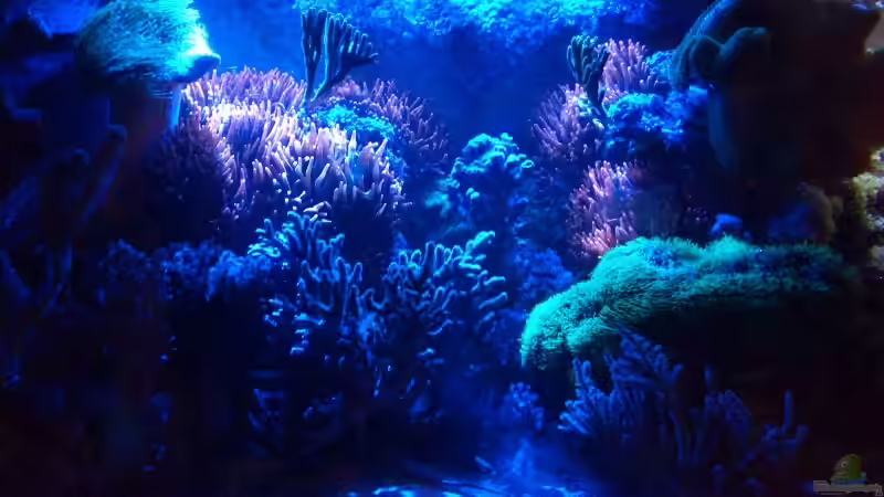 linke Seite mit Suna eco 12 w! von Bluewater (6)