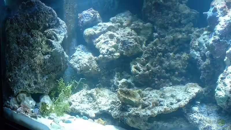 Linke Seite mit ´Technikkammer´ und Caulerpas. von Rolf Mohr (7)