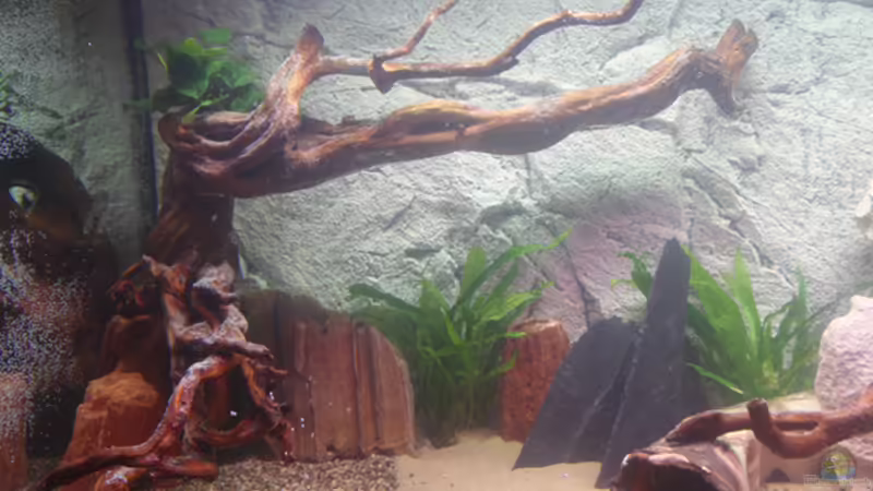 linke Seite mit Wasser und ersten Pflanzen von LouFe (5)