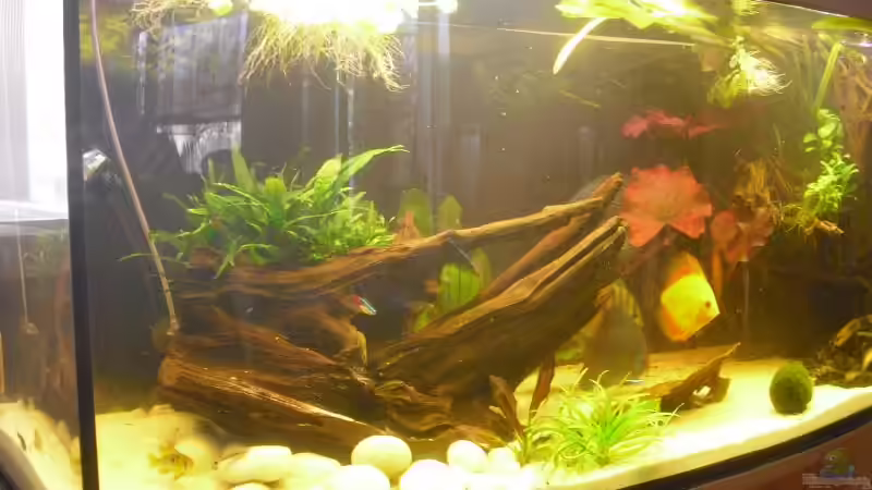 Linke Seite mit Wurzel von nemo0109 (18)