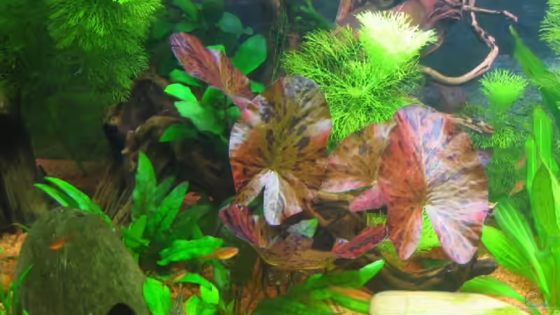 Linke Seite mit Wurzel von Ralf Franke (2)