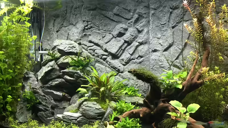 linke seite nach ca. 8 Wochen von AchimSaar (53)