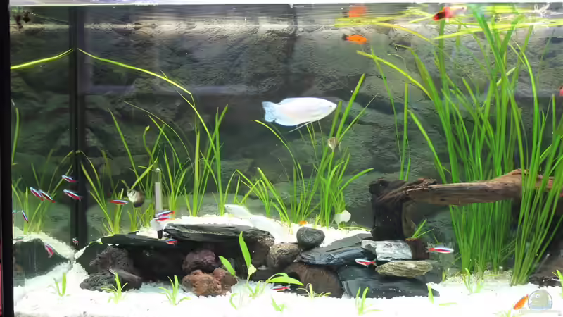 linke Seite Nahaufnahme von Andi1980 (2)