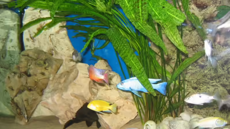 Linke Seite neu von Gringo (2)