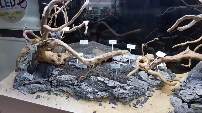 Linke Seite Pflanzen Auswahl  von Köllebärbling (14)