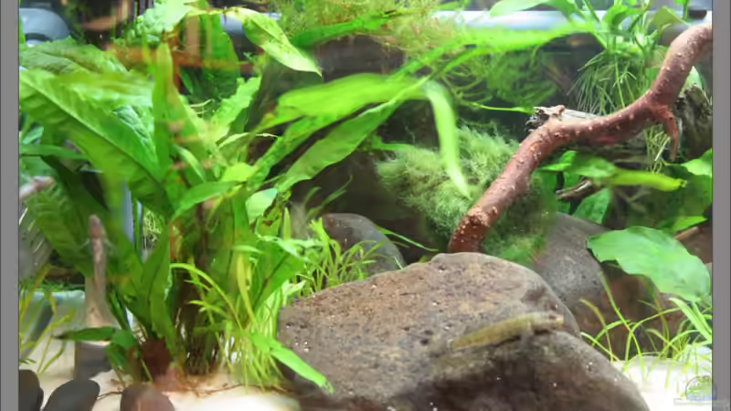 Linke Seite (Saugseite) von Stielauge (2)