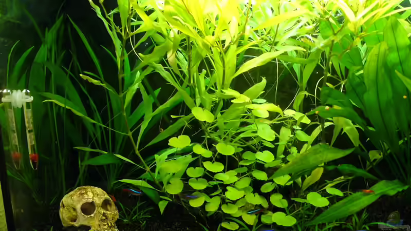 linke Seite total von CommanderKeen (4)