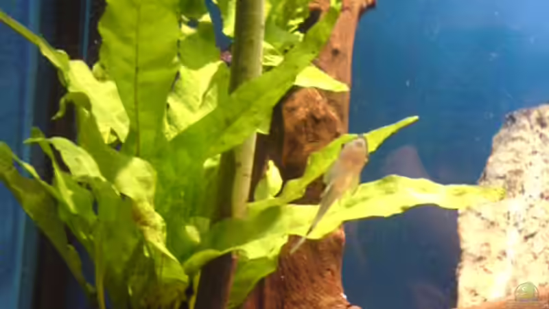 Linke seite u. Einzige Komplett-untergetaucht wachsende Mangrove von Ralf Kahl (11)