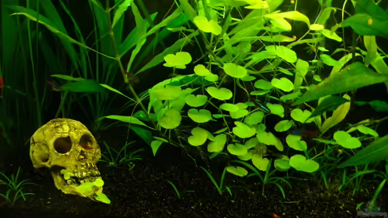 linke Seite unten von CommanderKeen (2)