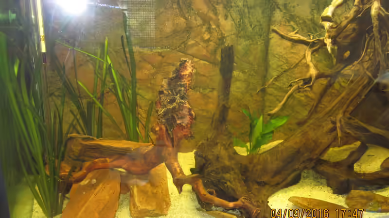 linke Seite,versteinertes Holz,Wurzeln von Ottche (34)