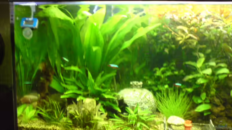 Linke Seite vom 16.03.08 von Dornauge xxl (13)