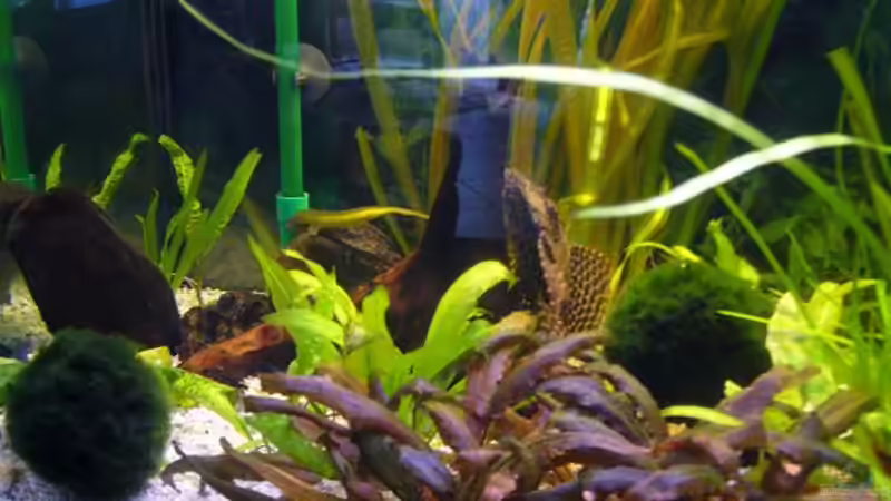 linke Seite vom Aquarium von Raphael Nelke (4)