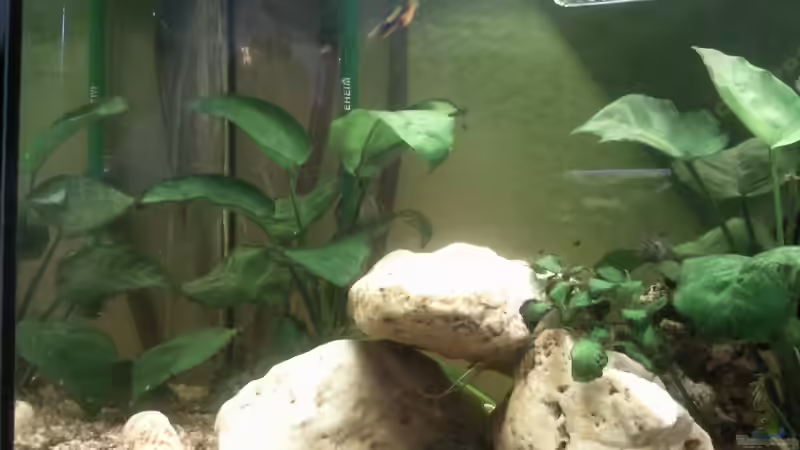 Linke seite vom Becken,neues Bild von mikael38 (8)