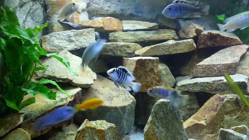 Linke Seite vom Becken von AFRA (5)