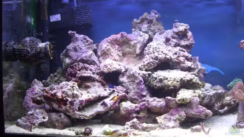 Linke Seite von -Nico- (2)