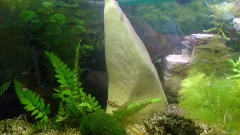 Linke Seite von Achim Dengler (6)