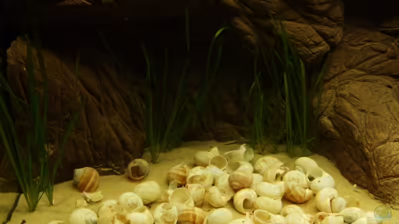 linke Seite von Alex Stark (2)