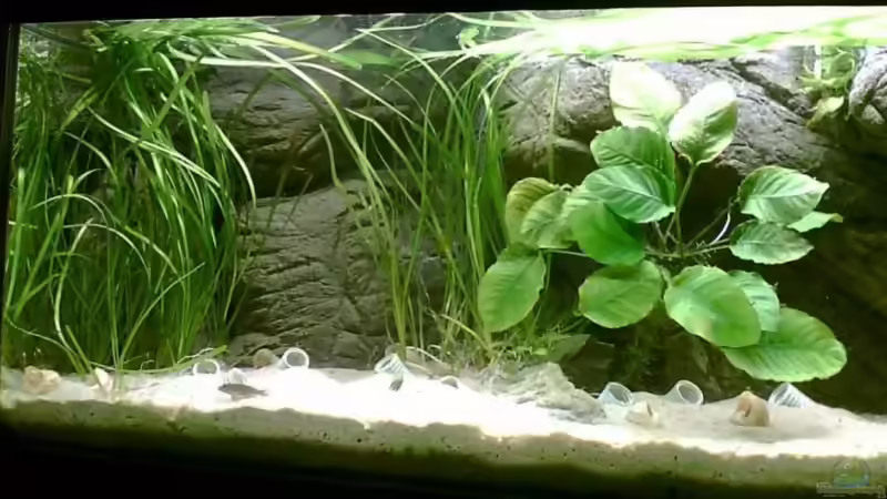 linke Seite von Alex Stark (3)