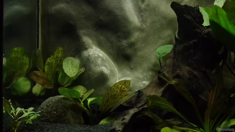 linke Seite von Alfur (4)