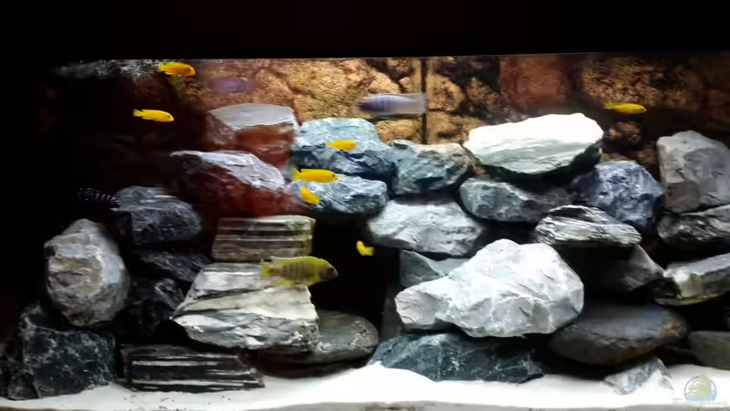 Linke Seite von Andreas Musterfisch (9)