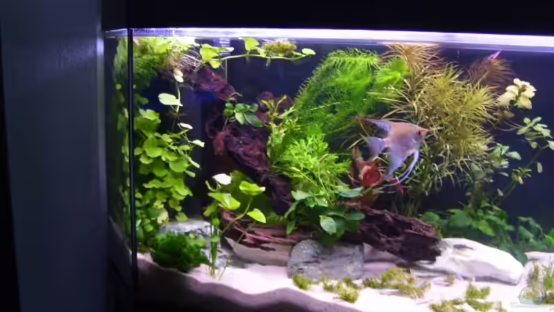 linke seite von *Andy* (3)