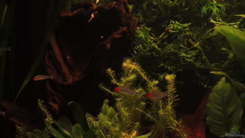 linke Seite von aquamike (12)