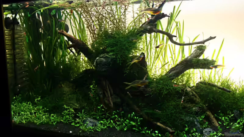 linke Seite von Arami Gurami (5)