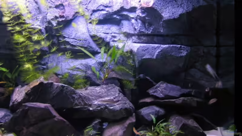 linke Seite von Artur Schumacher (2)