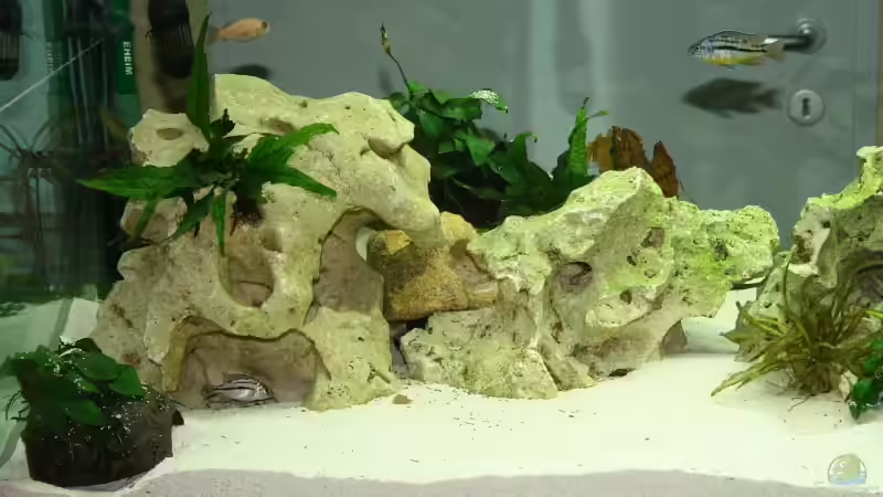 linke seite von Axel Dworak (4)