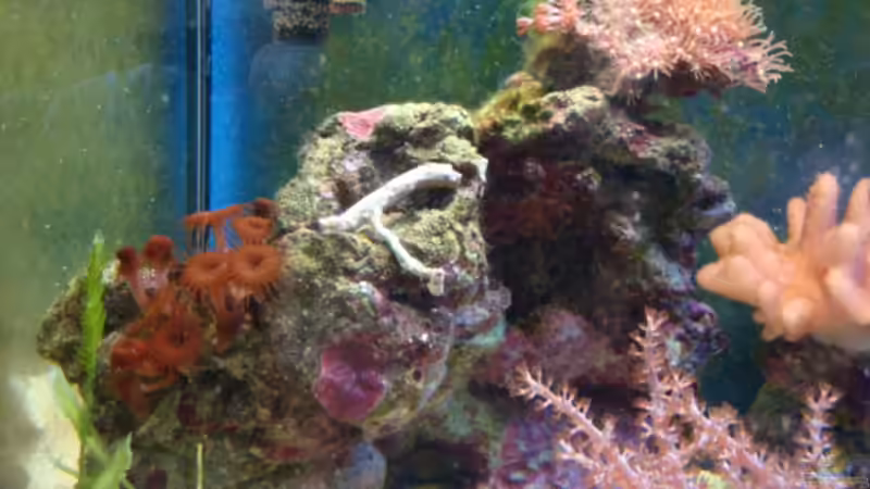 linke Seite von B1gT4nk (3)